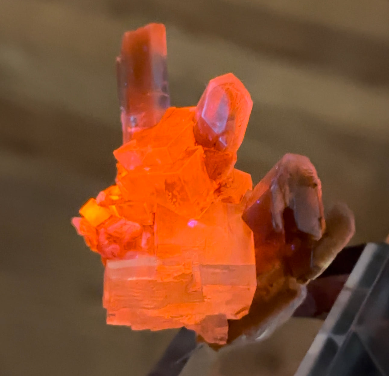 German Halite & Selenite!
